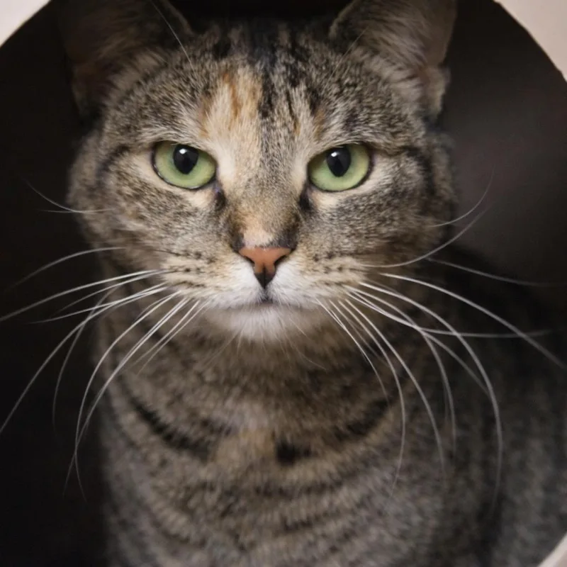 Sweet Pea thumbnail 2