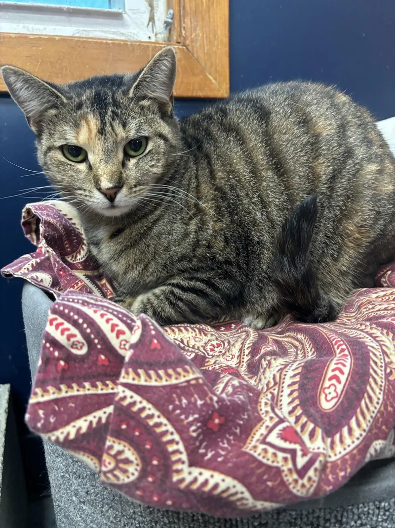 Sweet Pea thumbnail 3