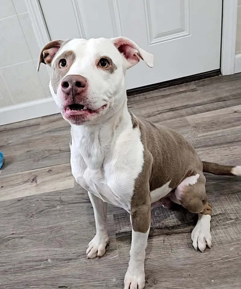 Pinto Bean thumbnail 2