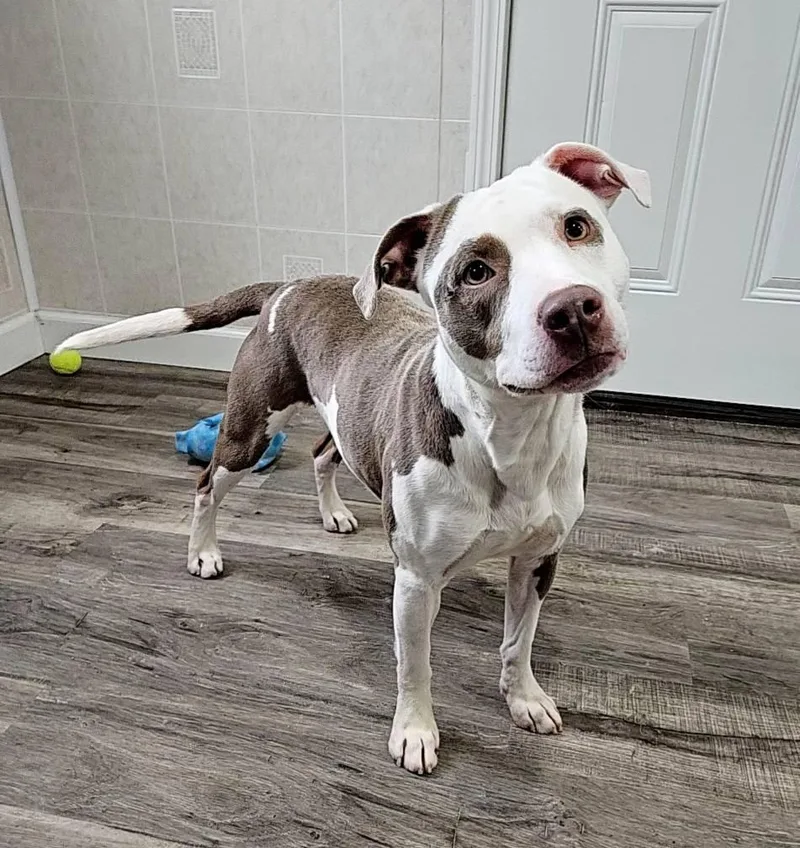 Pinto Bean thumbnail 3