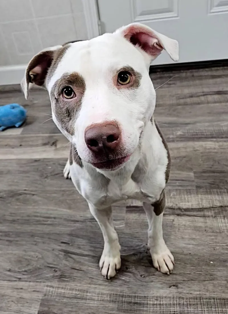 Pinto Bean thumbnail 4