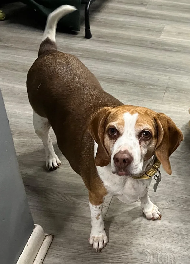 An adult medium-sized male Brown / Chocolate Beagle dog named Parky for adoption in Tomball, TX