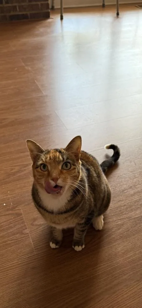 Gracie And Coco thumbnail 2