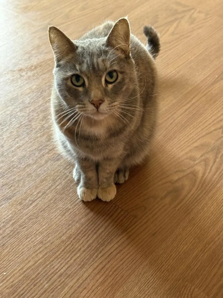 Gracie And Coco thumbnail 3