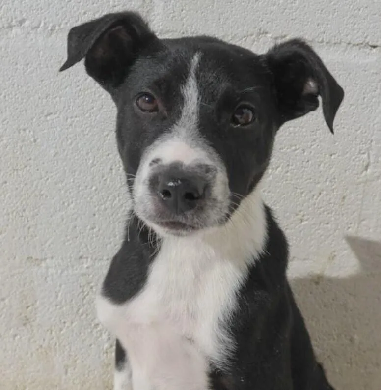 Pup Kevin thumbnail 2