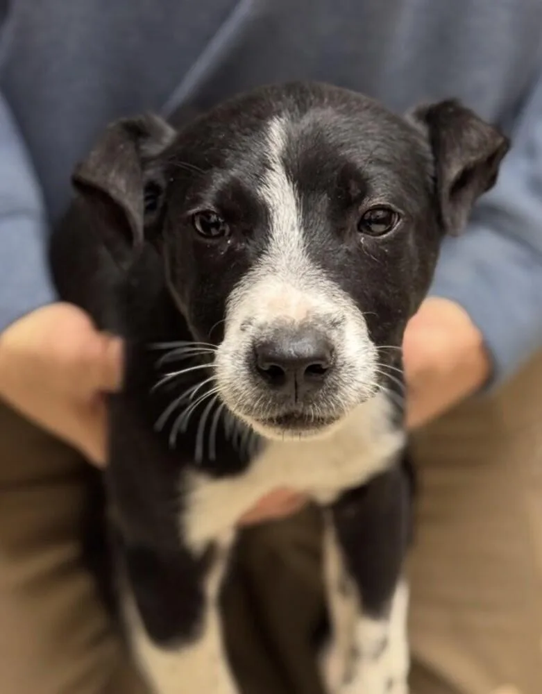 Pup Kevin thumbnail 3