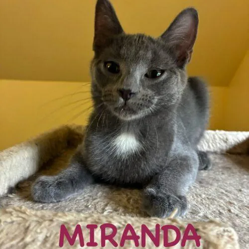 Miranda