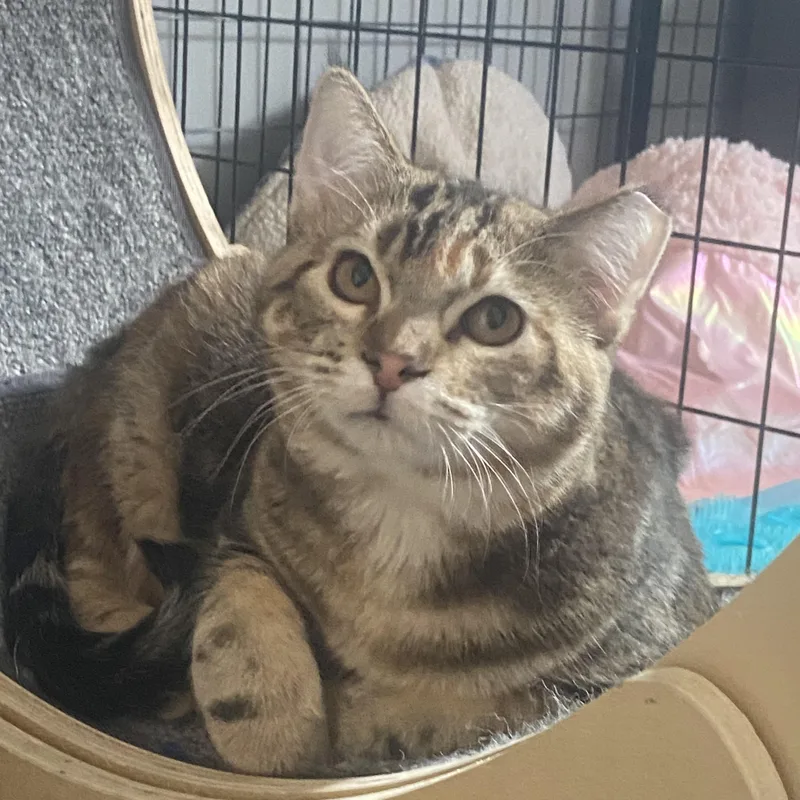 Mira & Sweet Pea thumbnail 4