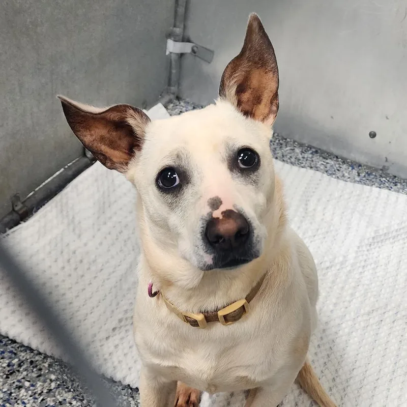 Princess Ray thumbnail 2