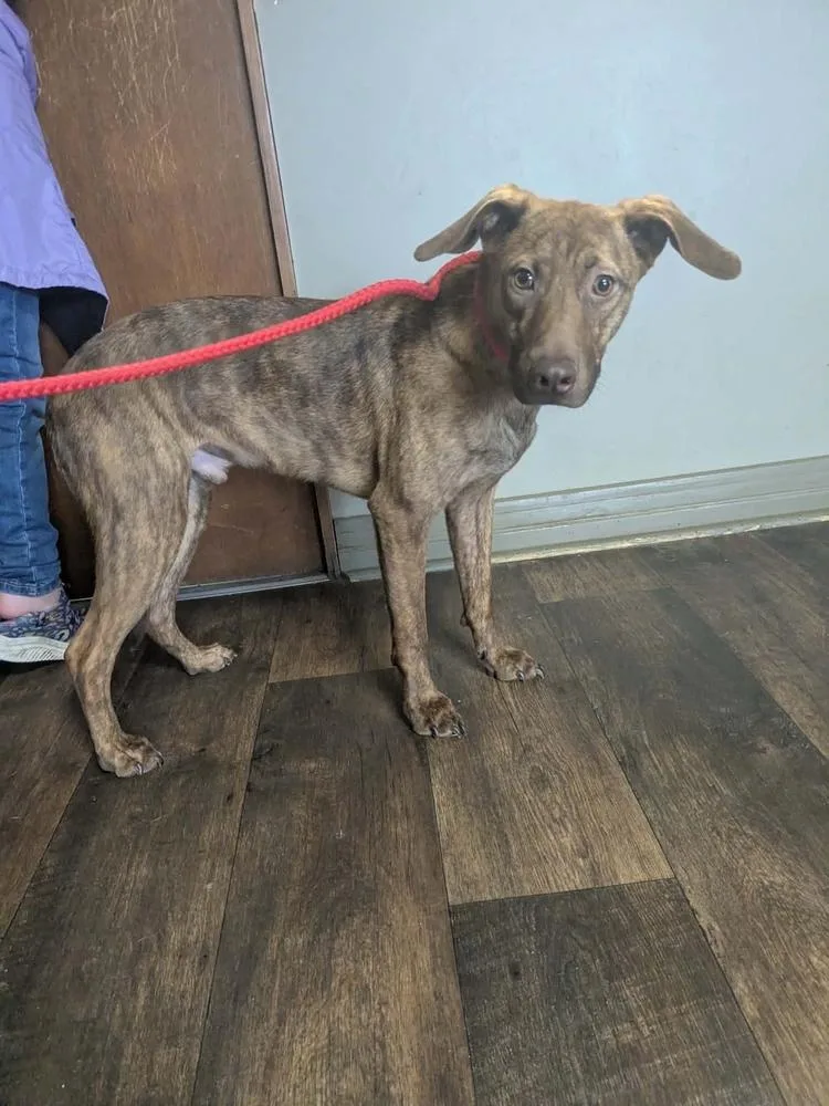 Cypress Woods thumbnail 5