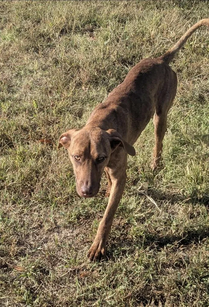 Cypress Woods thumbnail 6