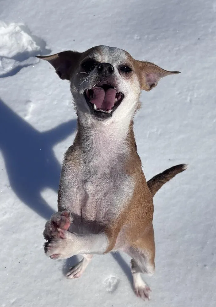 Duke Dunkin thumbnail 2