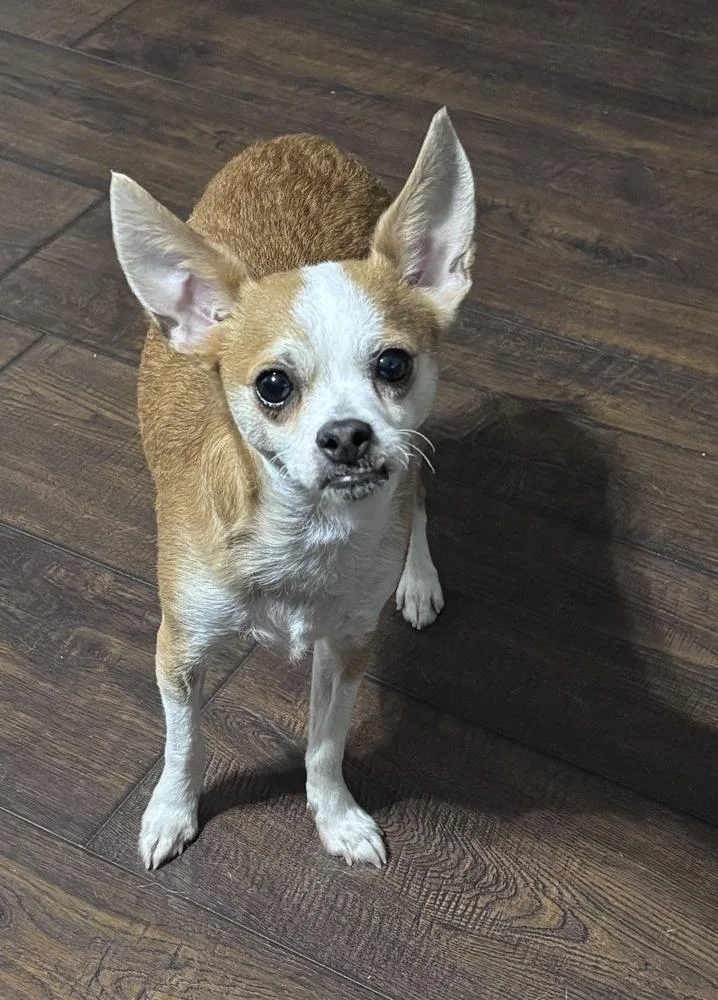 Duke Dunkin thumbnail 3