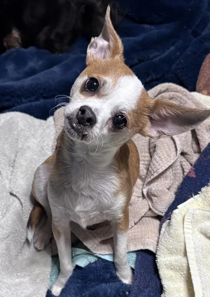 Duke Dunkin thumbnail 4