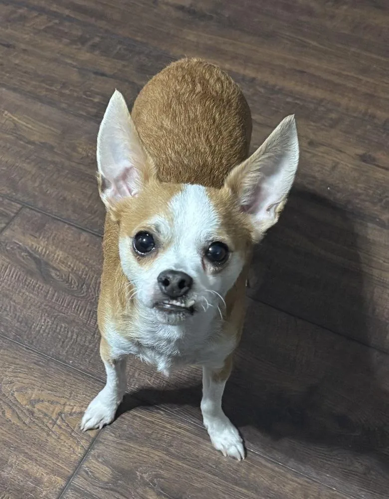 Duke Dunkin thumbnail 5