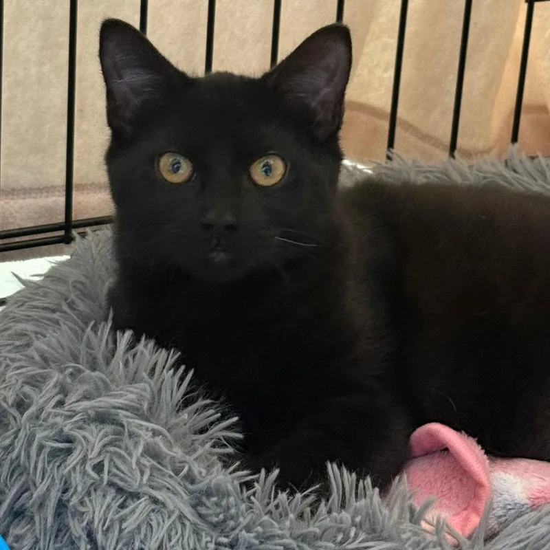 Thackery Binx thumbnail 2