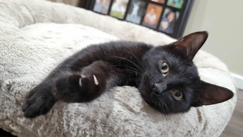 Simon & Baxter thumbnail 3