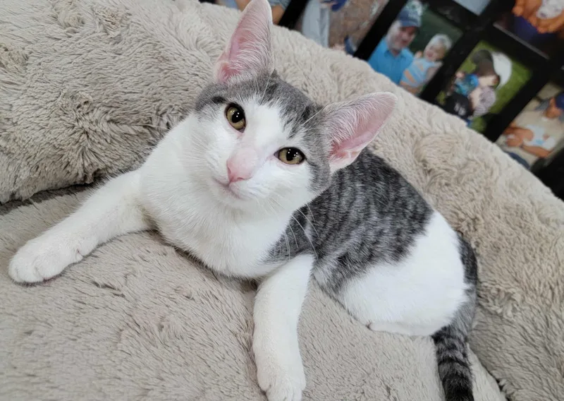 Simon & Baxter thumbnail 4