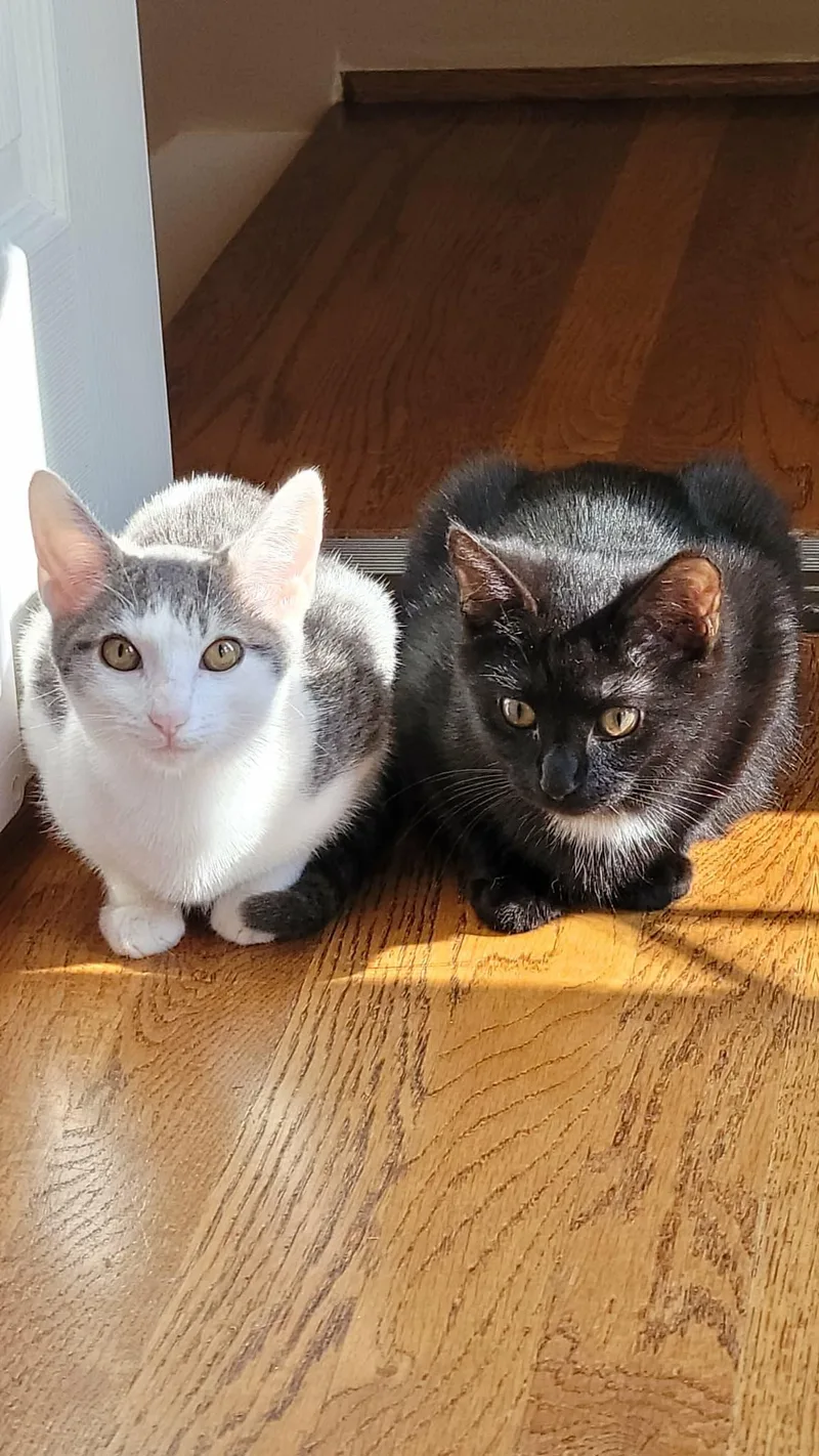 Simon & Baxter thumbnail 5