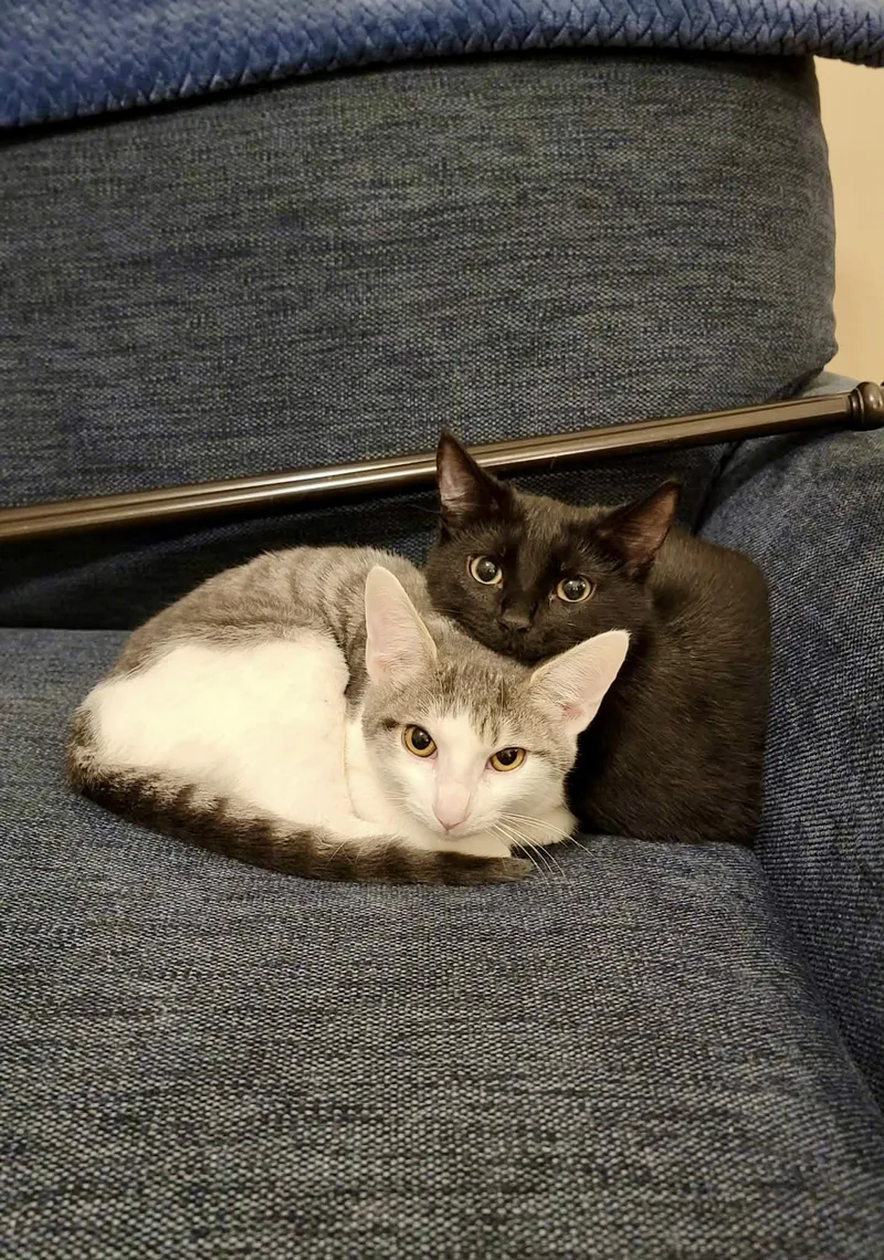 Simon & Baxter thumbnail 6