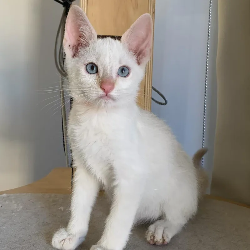 Flamepoint Cutie thumbnail 2