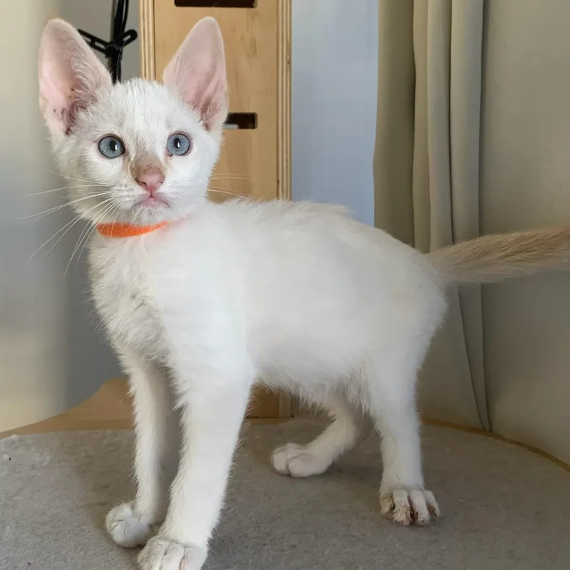 Flamepoint Cutie thumbnail 3