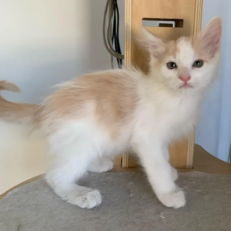 Fluffy Cute Boy B thumbnail 2