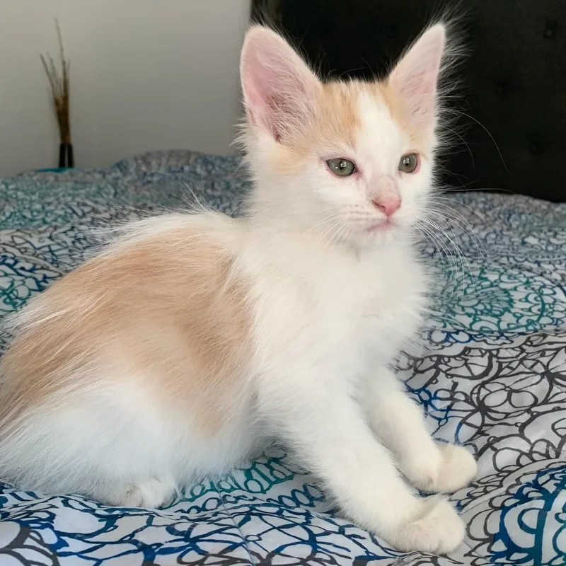 Fluffy Cute Boy B thumbnail 3