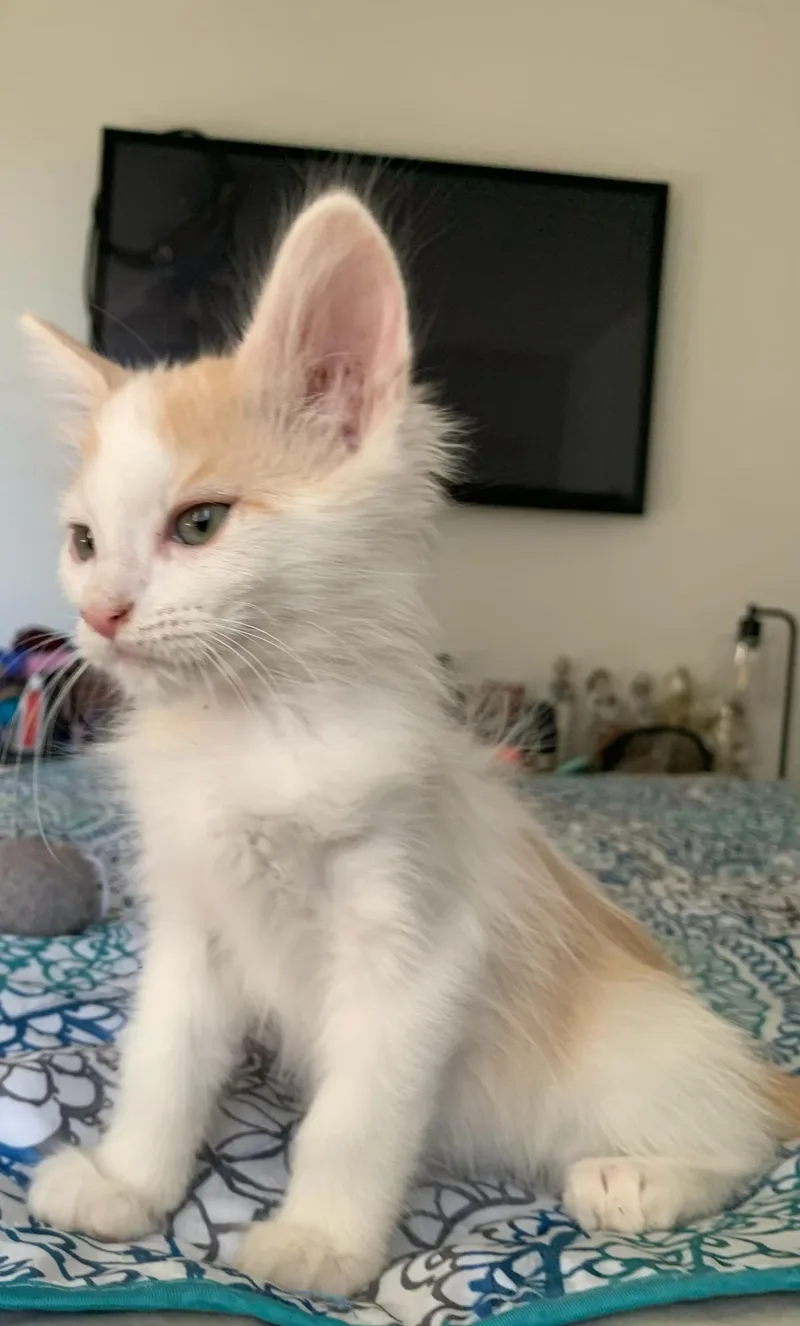 Fluffy Cute Boy B thumbnail 4