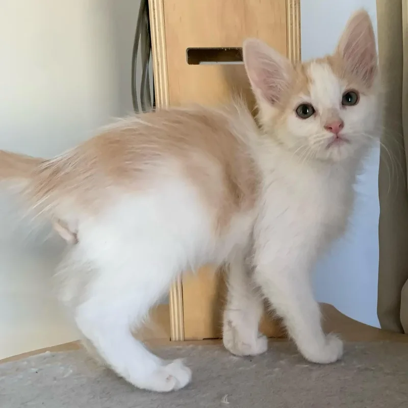 Fluffy Cute Boy B thumbnail 5