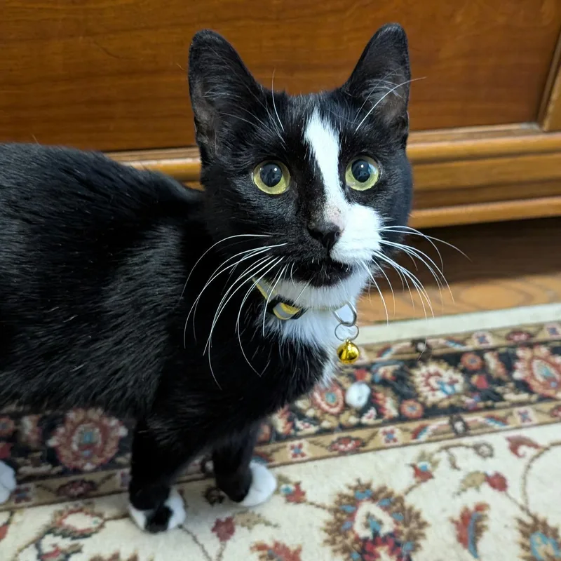 Tiramisu thumbnail 2