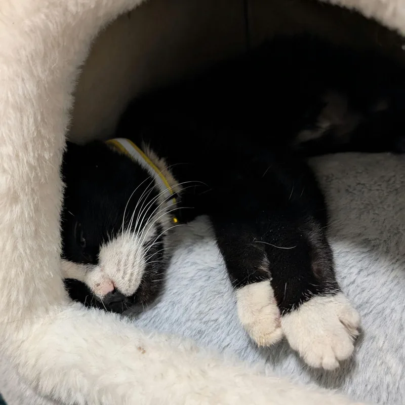 Tiramisu thumbnail 3