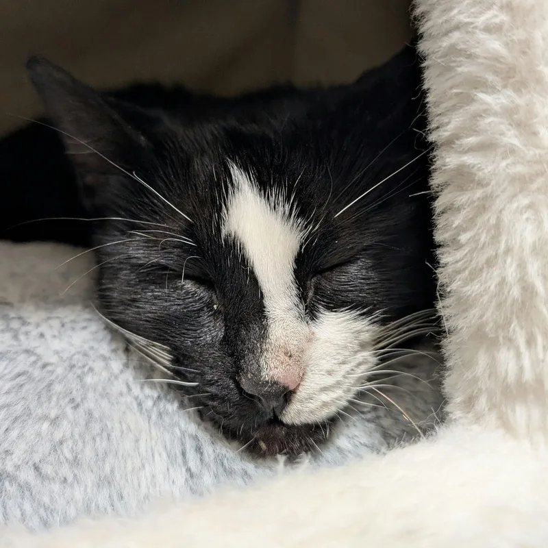 Tiramisu thumbnail 4