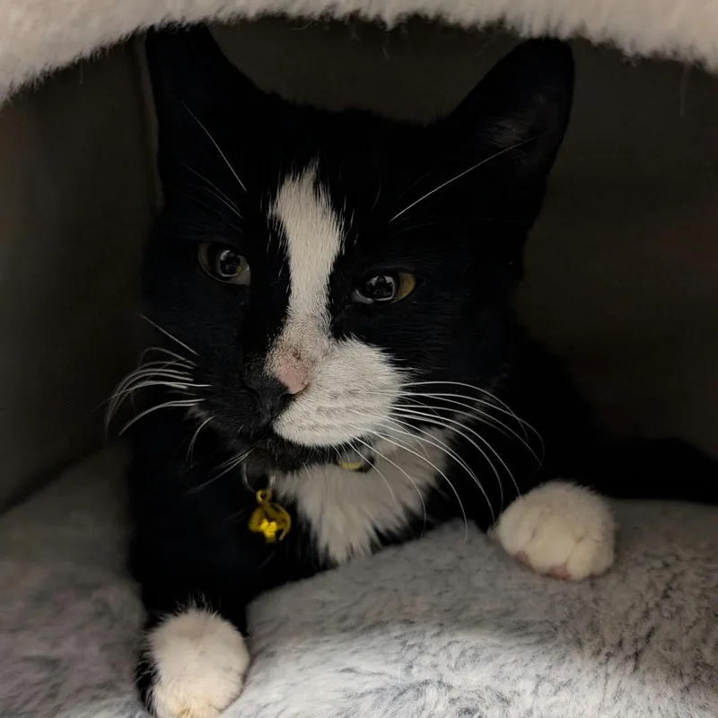 Tiramisu thumbnail 5