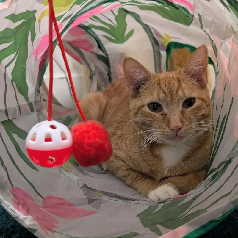 Buttercup thumbnail 2