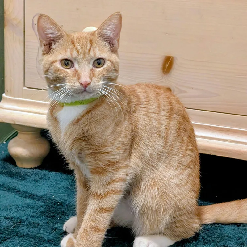 Buttercup thumbnail 3