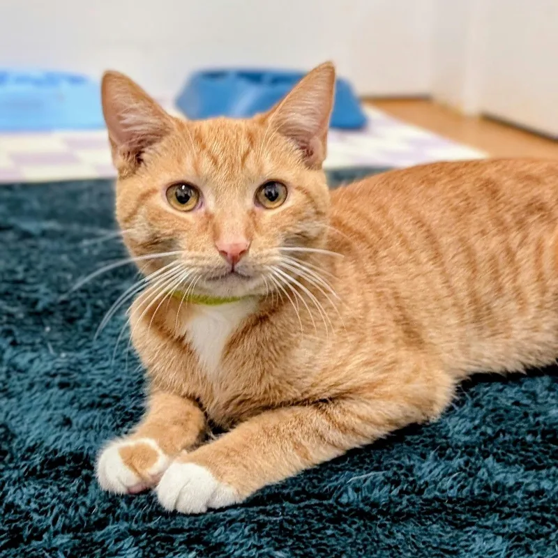 Buttercup thumbnail 4