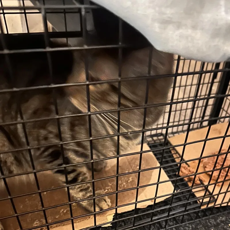 Valentine thumbnail 2