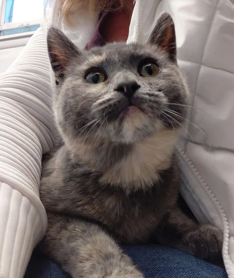 Pecan Special Needs thumbnail 2