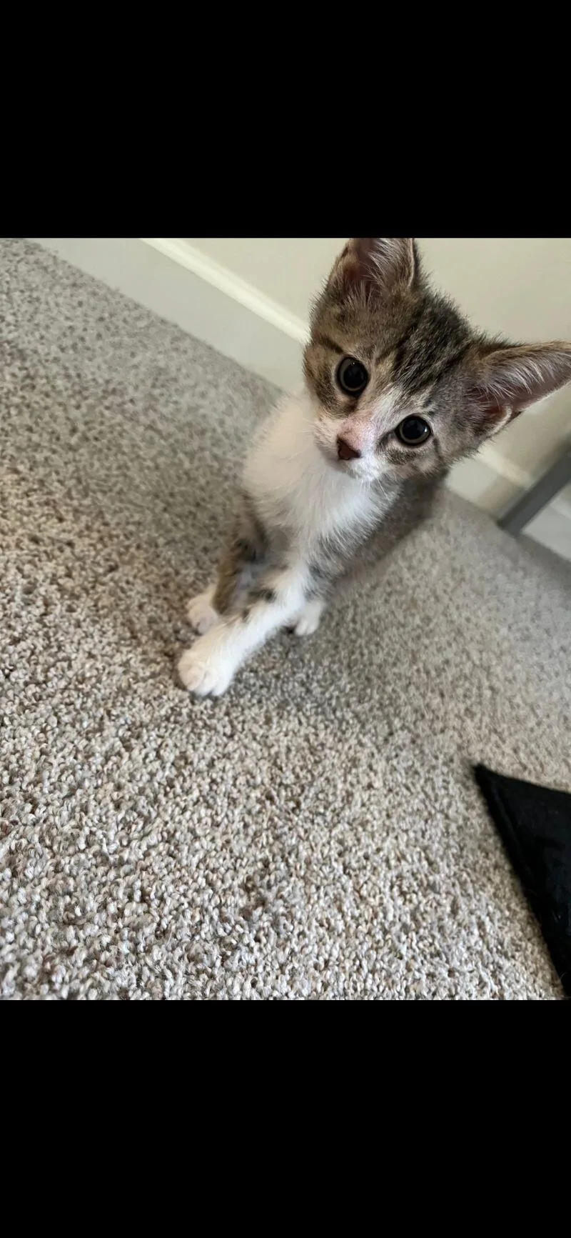 Macaroon thumbnail 2