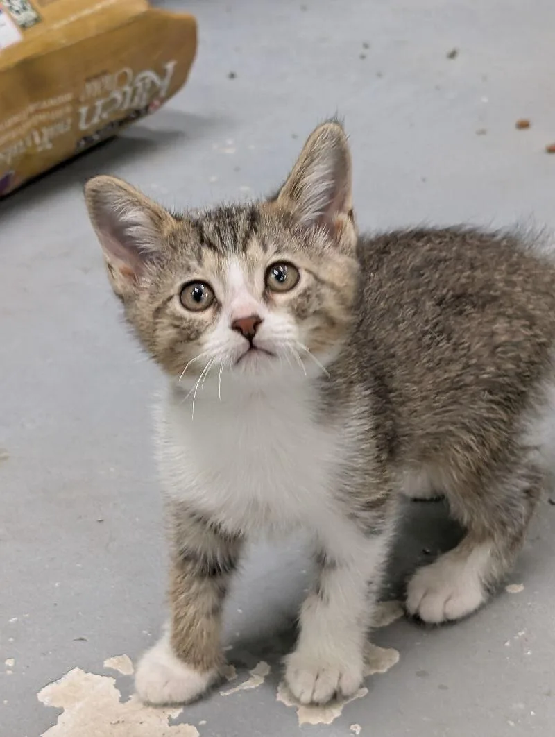 Macaroon thumbnail 3