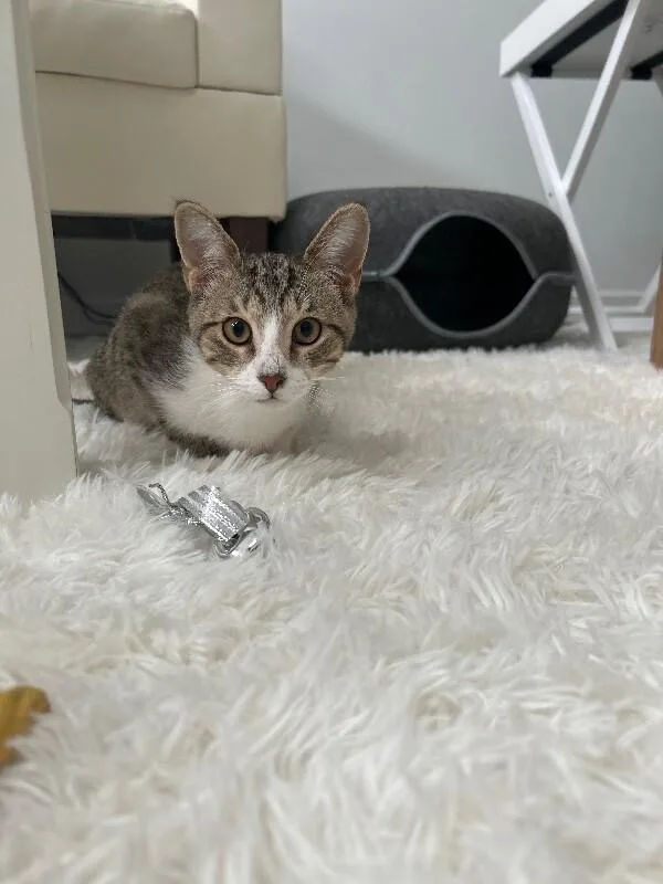 Macaroon thumbnail 4