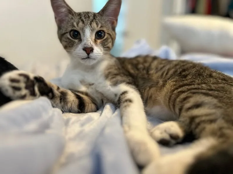 Macaroon thumbnail 5