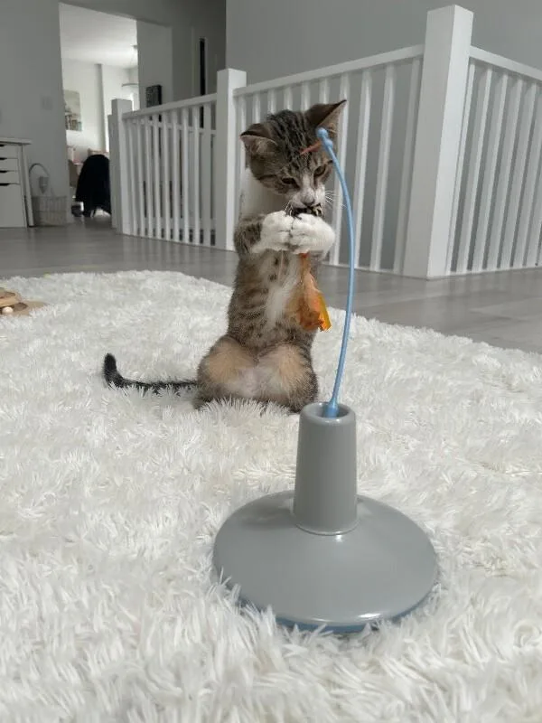 Macaroon thumbnail 6