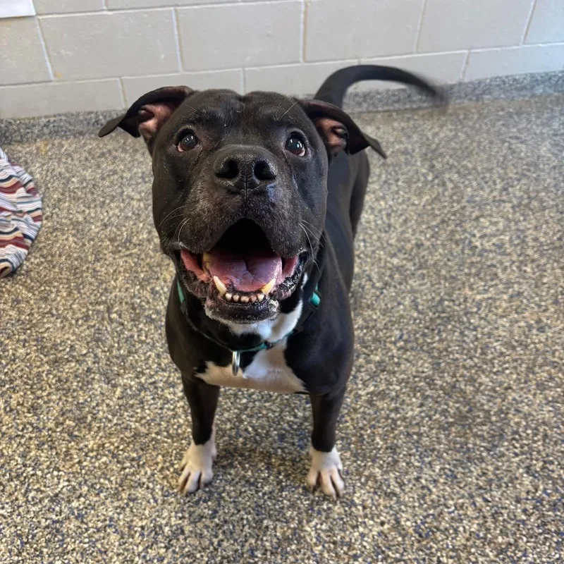 Cornelius thumbnail 2