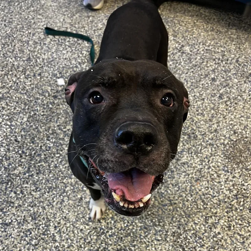 Cornelius thumbnail 3