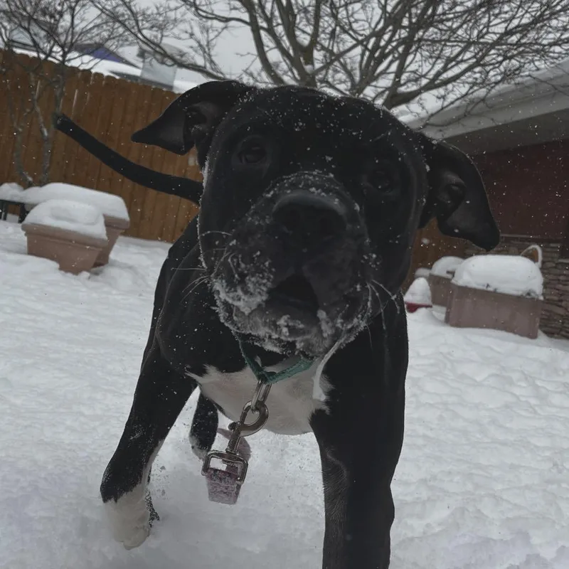 Cornelius thumbnail 4