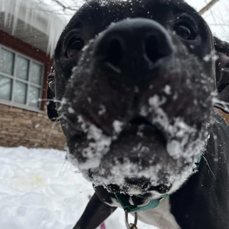 Cornelius thumbnail 6