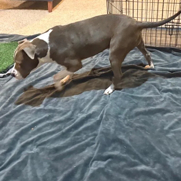 Cheyenne thumbnail 2