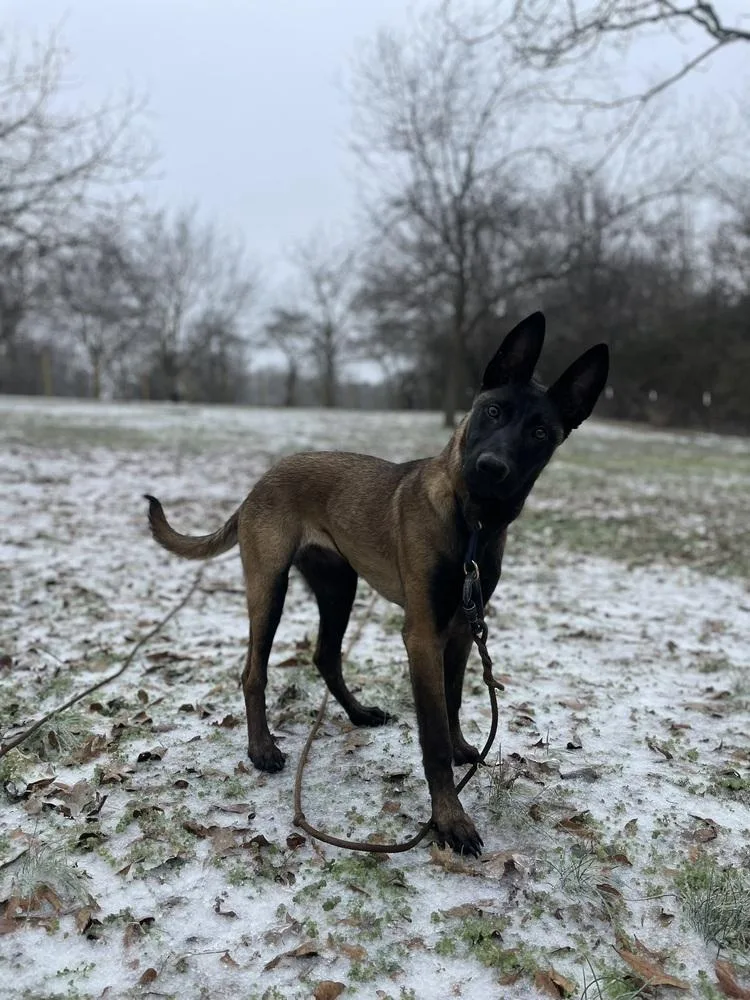 Valkyrie  Located In photo 1